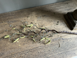 Krulhazelaar, paastak 64cm
