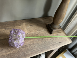 Allium grande, paars