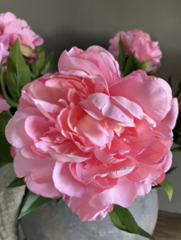 Pioenroos roze