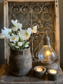 Helleborus wit