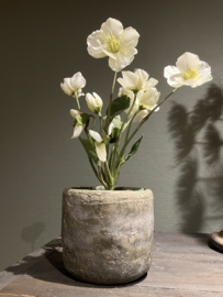 Helleborus wit