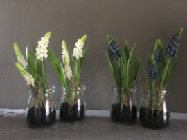 Blauwe druifjes in glas 17cm