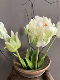 Kunst parrot, papagaai tulpen, wit
