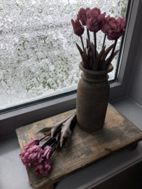 Papagaai tulpen, donker roze