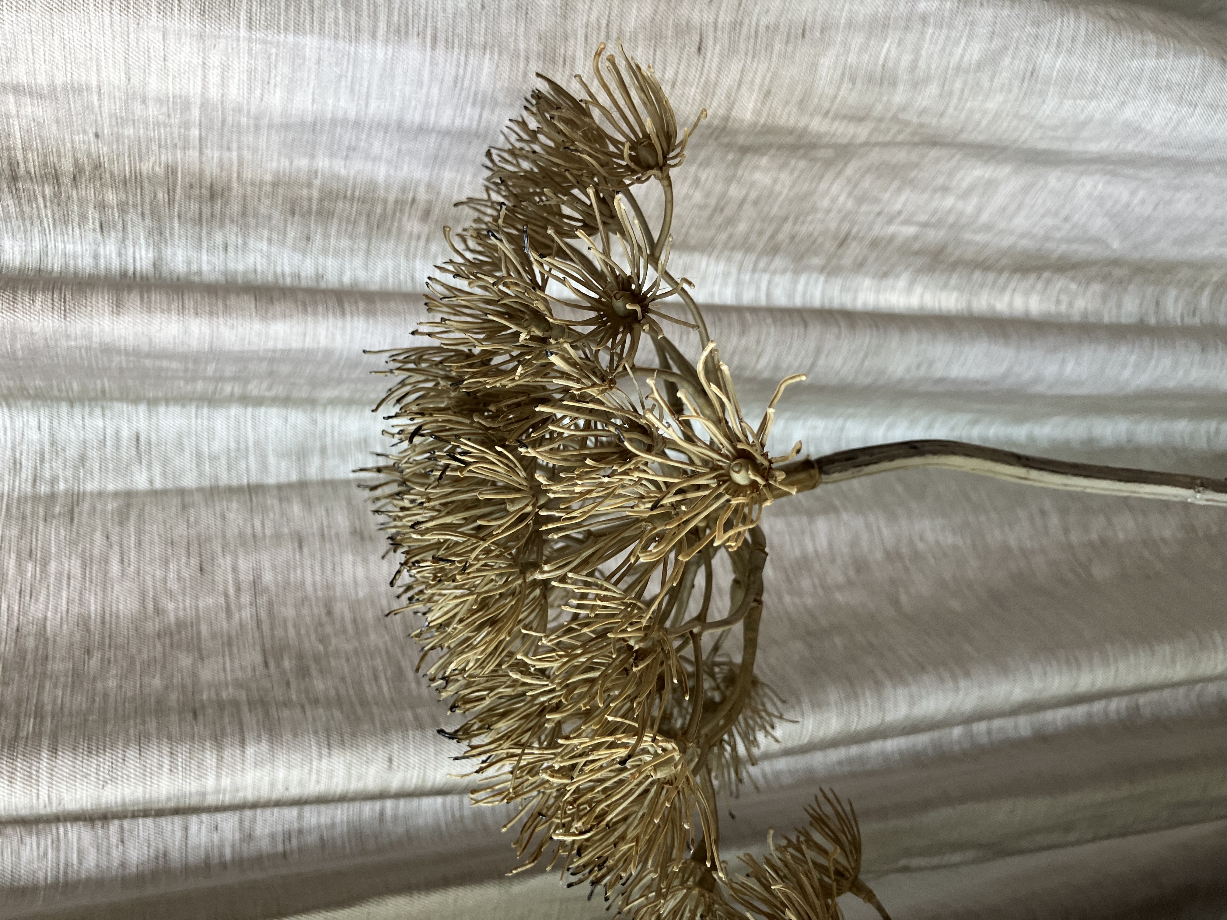 Bereklauw, 80cm.