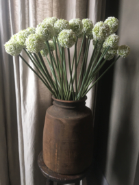 Witte allium