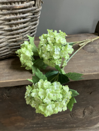 Viburnum green