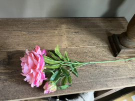 Pioenroos roze