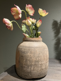 Helleborus roze