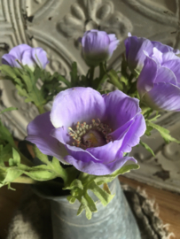 Anemoon lavender 36cm.
