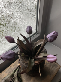 Tulpen paars, 31cm