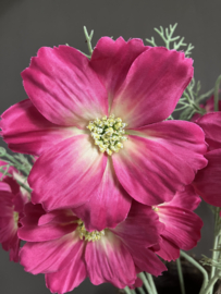 Cosmea donker roze, 65cm.