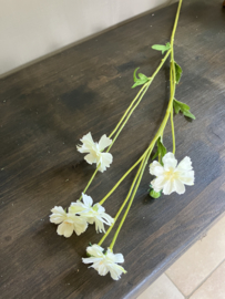 Korenbloem madelon creme