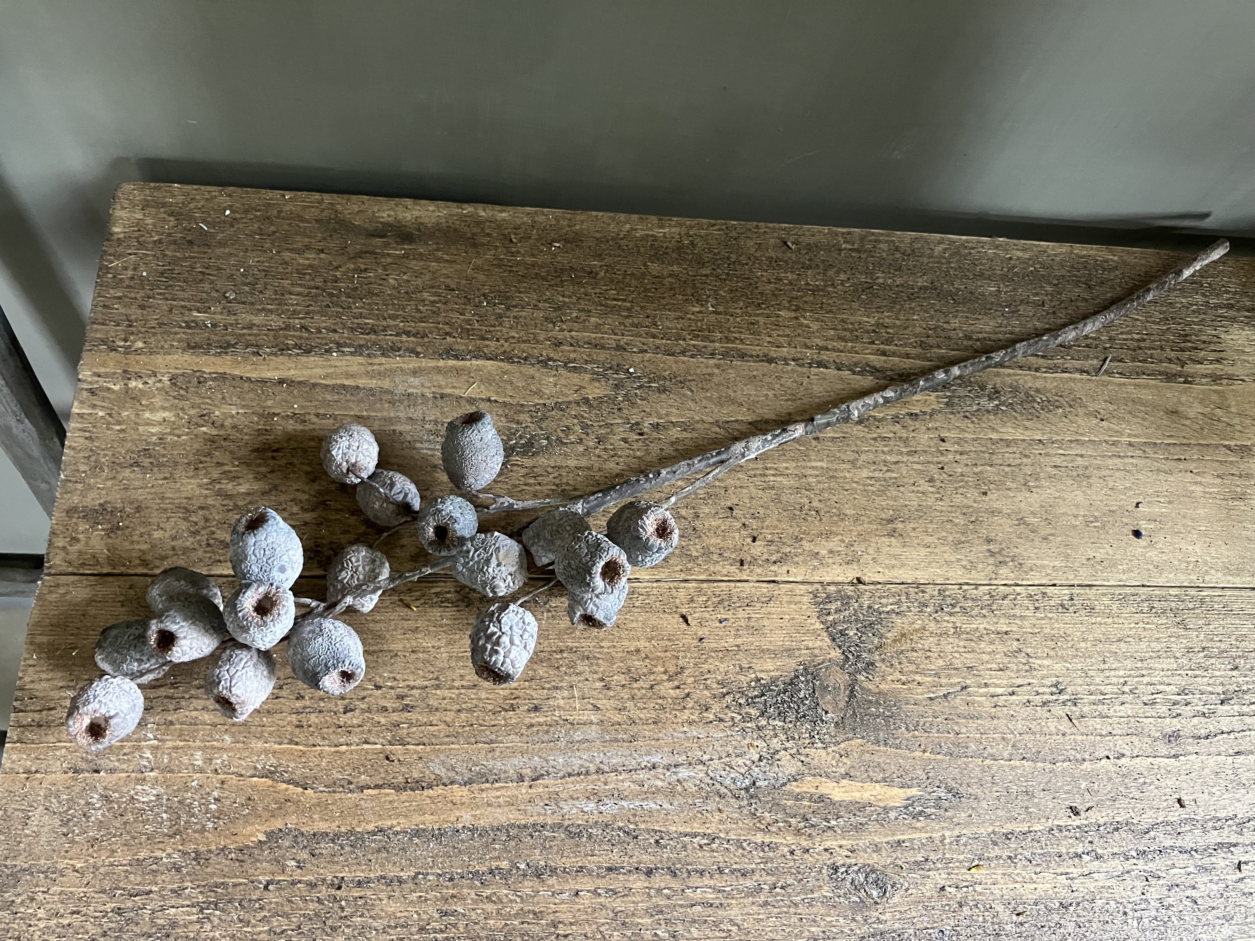 Sobere tak, eucalyptus