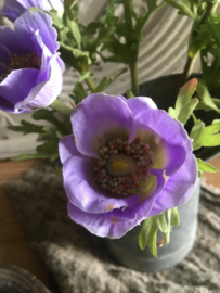 Anemoon lavender 36cm.