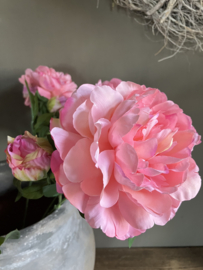 Pioenroos roze