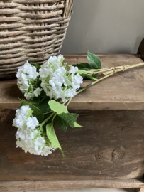 Viburnum white