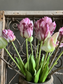Parrot tulpen, paars 40cm