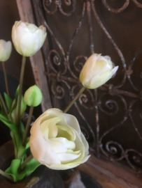 Dubbele tulpen, wit