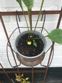 Zwart metalen plantenbakje