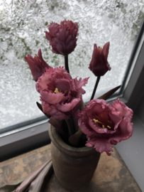 Papagaai tulpen, donker roze