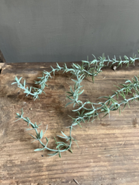 Asparagus
