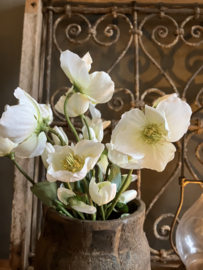 Helleborus wit