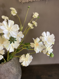 Korenbloem madelon creme