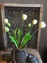 Dubbele tulpen, wit