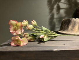 Helleborus roze