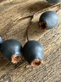 Eucalyptus zaaddozen, kunst
