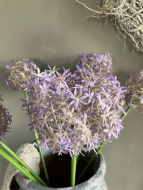 Allium grande, paars