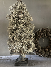 Kerstboompje, eikenmos