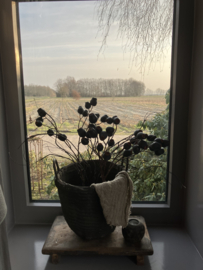 Eucalyptus zaaddozen, kunst