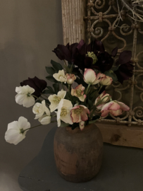 Helleborus roze