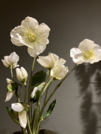 Helleborus wit