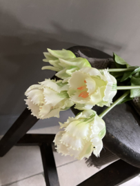 Kunst parrot, papagaai tulpen, wit