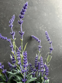 Kunst lavendel