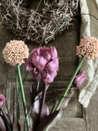 Bos tulpen, allium, tak