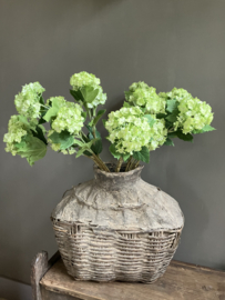 Viburnum green