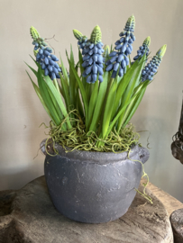Pot met druifjes