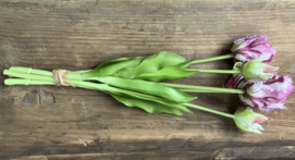 Parrot tulpen, paars 40cm