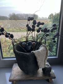 Eucalyptus zaaddozen, kunst