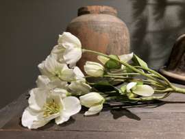 Helleborus wit