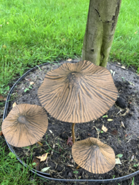 Roest metalen paddestoel, M