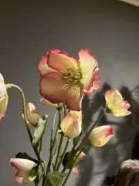 Helleborus roze