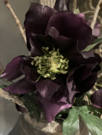 Kunst helleborus bush, paars