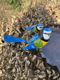Waterschaal, pimpelmeesjes