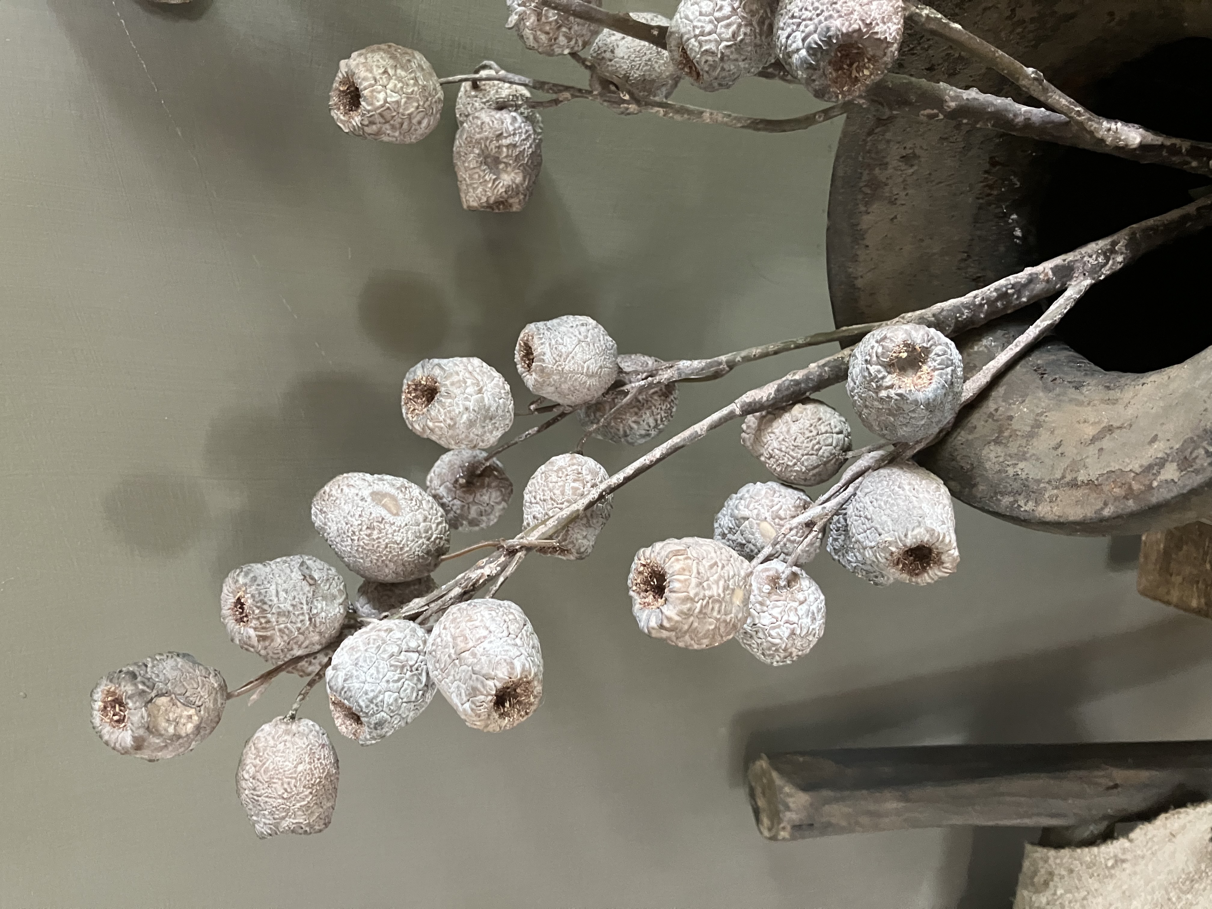 Sobere tak, eucalyptus