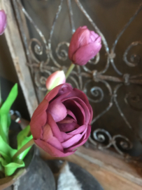 Dubbele tulpen, aubergine